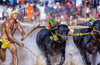 Kambala ban by local administration in DK